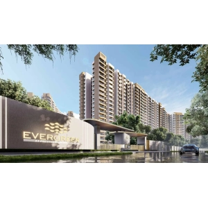 Prestige Evergreen